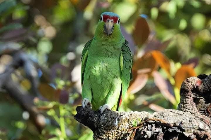  Amazon Parrot Osa Peninsula Activity Directory That Helps