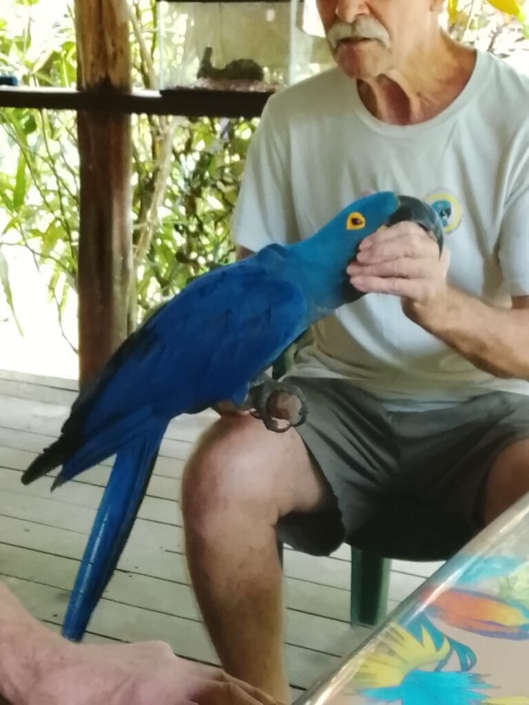 The Birdman of the Osa. https://www.aveazuldelaosa.com/  Hyacinth Macaws.