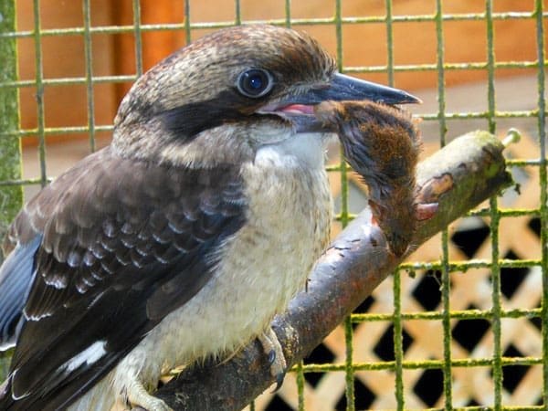 Kookaburra Osa Peninsulas 
